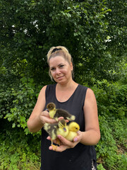 A woman holds several ducklings in one hand. Holds one in her other hand and shows it to the camera. Backyard poultry farming.