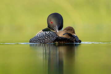 Common Loon © Stan