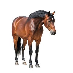 Fototapeta premium Chestnut Horse Breed Identification Equestrian Photography