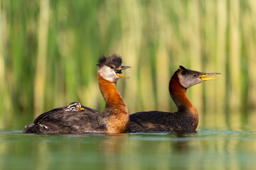 red-necked Grebe