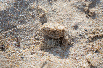 A small crab hides under the sand on the beach.