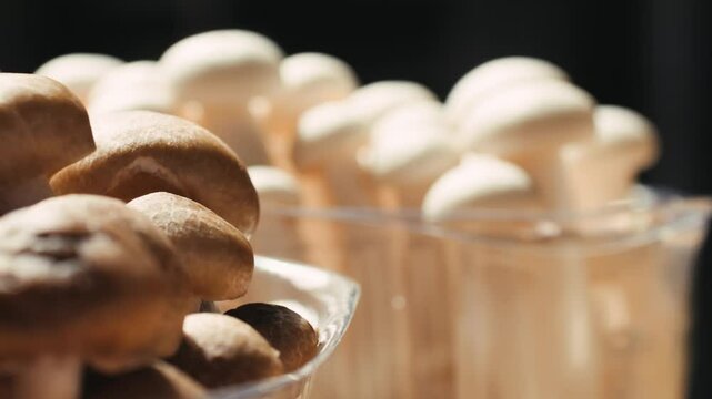 Fresh brown shimeji edible mushrooms native to East Asia, buna shimeji close up tasting 