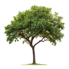 tamarind tree isolated on white background Generative AI , isolated on white background, , copy space, copy space for text,