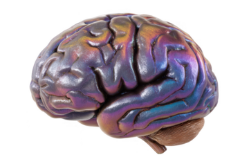 Iridescent metallic human brain with cerebellum isolated on transparent background