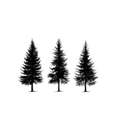 Obraz premium Three evergreen trees with a simple black outline and visible trunks in a row on white background created with generated ai 