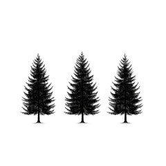 Obraz premium Three evergreen trees with a simple black outline and visible trunks in a row on white background created with generated ai 