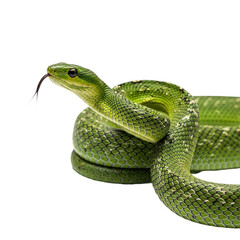 Fototapeta premium Green Snake CloseUp Photo of a Vibrant Reptile