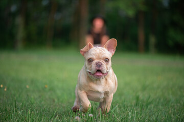 Portrait of a beautiful purebred French Bulldog puppy in the park.