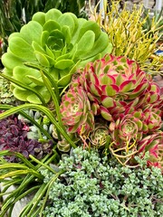 Colorful succulent arrangement in summer sunlight – high-contrast garden detail - Succulent...