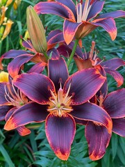 Striking black-orange Asiatic lily in full summer bloom – square photo - Botanical Beauty Series