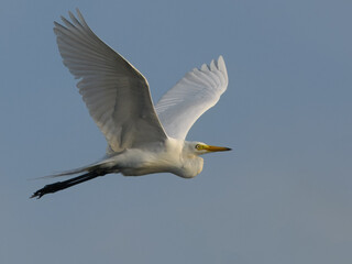 Intermediate Egret or Medium Egret (Ardea intermedia).

Medium-sized, white heron, yellow bill,...
