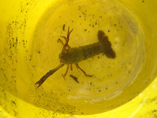 Crayfish