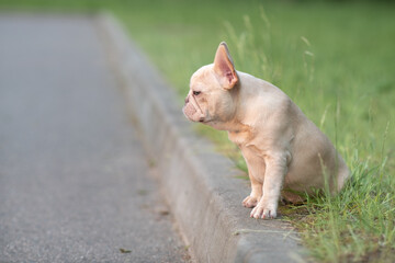 Portrait of a beautiful purebred French Bulldog puppy in the park.