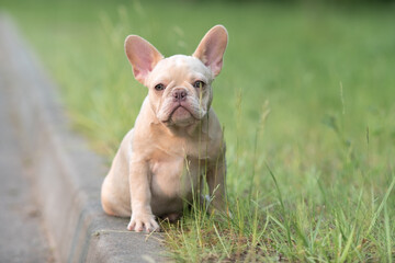 Fototapeta premium Portrait of a beautiful purebred French Bulldog puppy in the park.