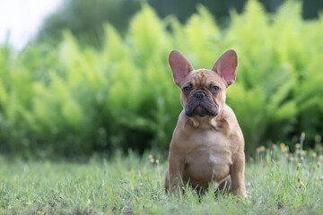 Fototapeta premium Portrait of a beautiful purebred French Bulldog puppy in the park.