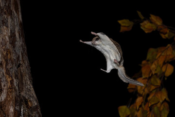 Southern Flying Squirrel gliding at night in autumn, taken under controlled conditions