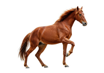 Obraz premium Majestic adult chestnut horse rearing powerfully on hind legs, its dark mane and tail flowing, against a clean white studio background with no shadows, showcasing immense strength and untamed spirit.