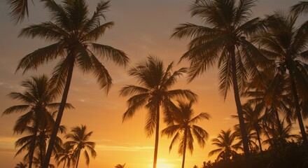 Obraz premium Silhouette Palm Trees at Sunset