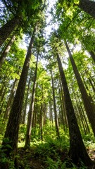 Naklejka premium Sunlight filters through tall trees in a dense forest