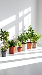 Fototapeta premium Sunlight streams on potted plants