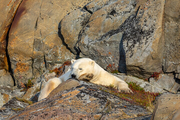 Polar Bear  taken in Churchill Manatoba Canada