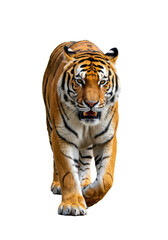 Fototapeta premium Majestic adult bengal tiger, vivid orange fur and black stripes, muscular, moving forward with bared teeth and intense predatory eyes, captured in a dynamic low-angle front view against a transparent