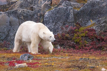 Polar Bear  taken in Churchill Manatoba Canada