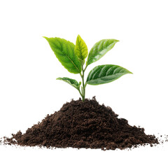 Young plant sprout growing in soil isolated on white, symbolizing new life and nature's growth