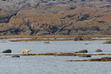 Polar Bear  taken in Churchill Manatoba Canada