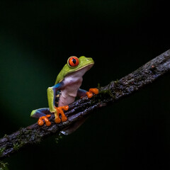 Red Eyed Tree Frog sitting on a branch