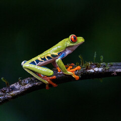 Red Eyed Tree Frog sitting on a branch