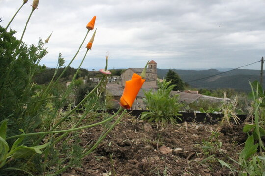 pavot de Californie