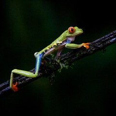 Red Eyed Tree Frog sitting on a branch