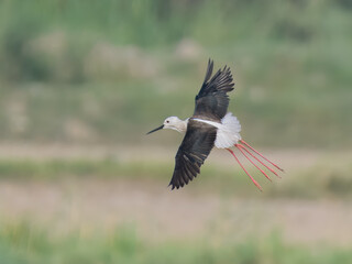 Black-winged Stilt Himantopus himantopus elegant long legged wader Pakistan wetlands mudflats shoreline striking black white plumage waterbird wildlife conservation longest legs bird