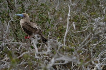 Obraz premium Red-footed Booby in Natural Habitat