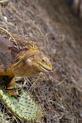 Close-up of a land iguana on dry terrain.