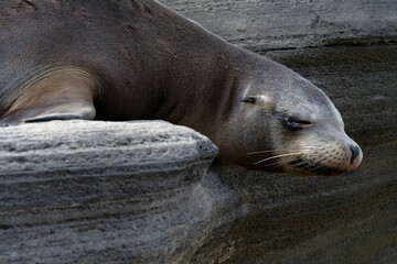 Sea lion resting on rocks