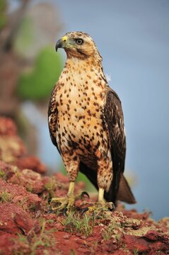 Galapagos hawk stands tall on red volcanic soil.
