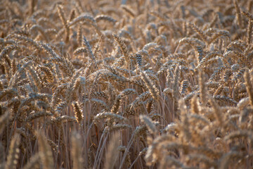 ears of wheat in the field