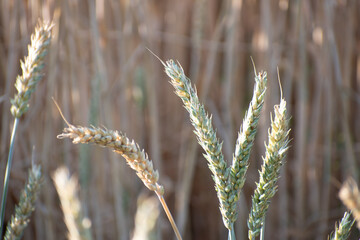 close up of wheat ears