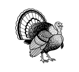 A detailed black and white drawing of a turkey with its tail feathers fanned out