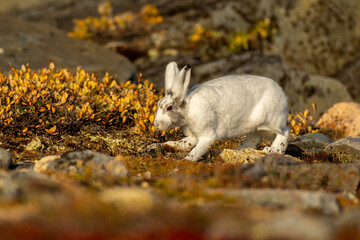 Arctic Hare taken in Churchill Manatoba Canada