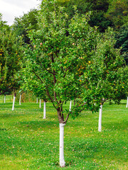 the apple tree in the garden