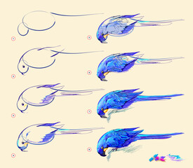 Page shows how to learn to draw from life sketch of the hyacinth macaw. Creation step by step painting with pastel chalks. Educational page for artists. Hand drawn vector illustration.