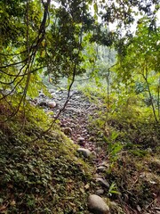 Lush jungle landscape in Tingo Maria, Peru.