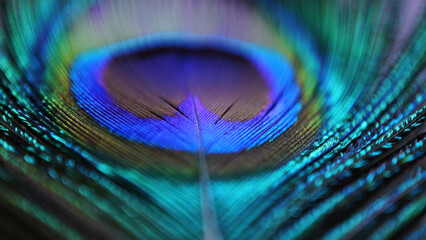 Fototapeta premium Peacock feather close-up, iridescent eye pattern, exotic bird plumage, natural beauty, vibrant colors, detailed texture, macro wildlife view, tropical elegance, organic symmetry, artistic nature