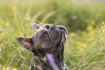 Dog portrait - French bulldog looking up