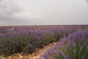 Obraz premium Lavender fields in Brihuega during the Lavender Festival in Guadalajara, Castilla-La Mancha