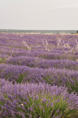 Naklejka premium Experience the vibrant lavender fields at Festival de la Lavanda in Brihuega, Guadalajara, Spain during summer