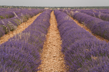 Experience the vibrant Lavender Festival in Brihuega, Guadalajara, celebrating local culture and...